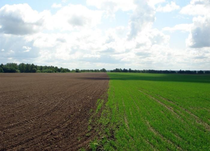 Зола в садоводстве: что нельзя смешивать для успешного роста