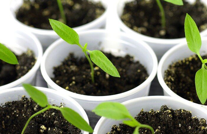 Как правильно сажать перец: советы агрономов по глубине и температуре