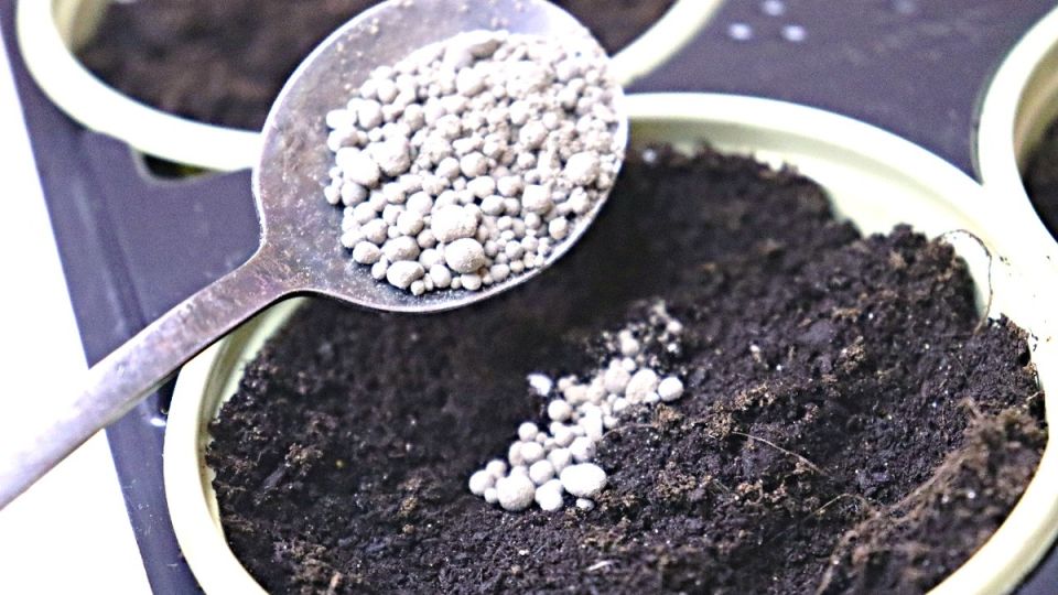 Как одна столовая ложка удобрения может втрое усилить рост рассады