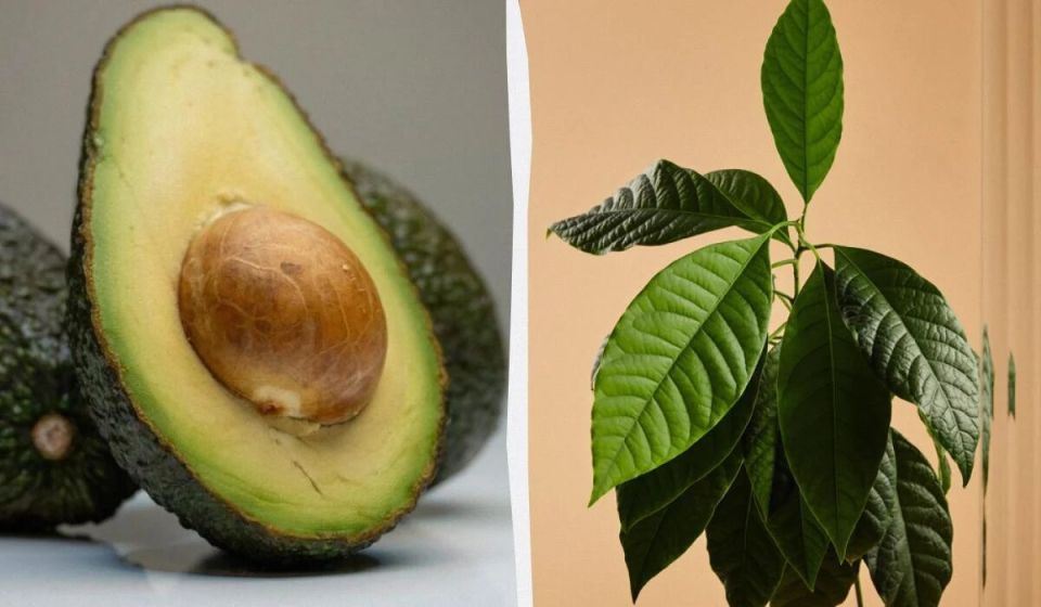 Узнайте, как вырастить авокадо в домашних условиях: секреты успешного ухода