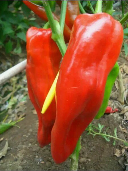 ����� ������� ������: ����������� ������ ������� ��� ������ �����